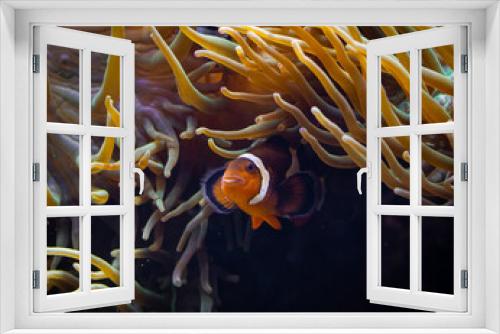 Fototapeta Naklejka Na Ścianę Okno 3D - Fish in aquarium