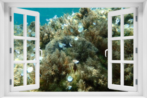 Fototapeta Naklejka Na Ścianę Okno 3D - White spot cucumber, Holothuria (Roweothuria) poli, undersea, Aegean Sea, Greece, Halkidiki