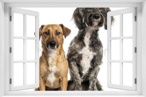 Fototapeta Naklejka Na Ścianę Okno 3D - Brittany Briard crossbreed dog and Jack russel sitting together