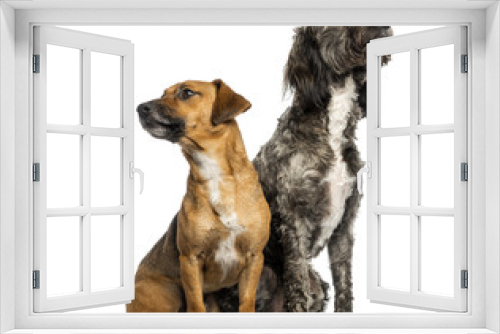 Fototapeta Naklejka Na Ścianę Okno 3D - Brittany Briard crossbreed dog and Jack russel sitting together