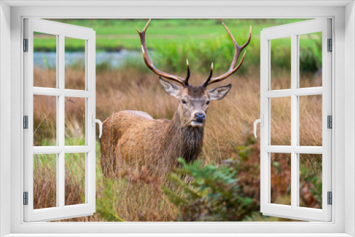 Fototapeta Naklejka Na Ścianę Okno 3D - Red Deer Stag in Bracken