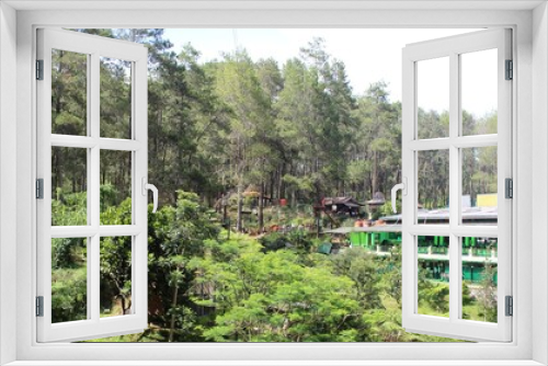 Fototapeta Naklejka Na Ścianę Okno 3D - 
Pine forests
