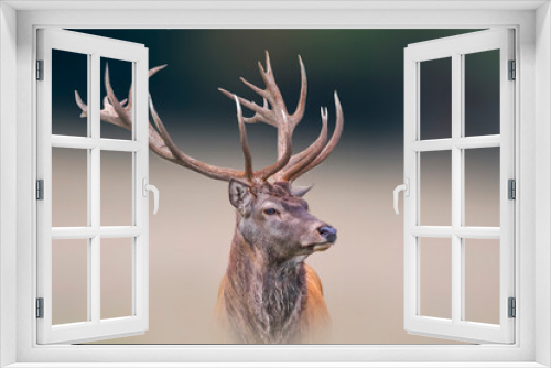 Fototapeta Naklejka Na Ścianę Okno 3D - one portrait of a pretty red deer buck