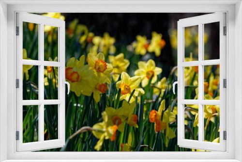Fototapeta Naklejka Na Ścianę Okno 3D - Field of daffodils closeup