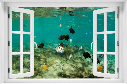Fototapeta Naklejka Na Ścianę Okno 3D - corals and tropical fish underwater sea life