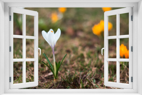 Fototapeta Naklejka Na Ścianę Okno 3D - The first spring flowers crocuses on a blurred background
