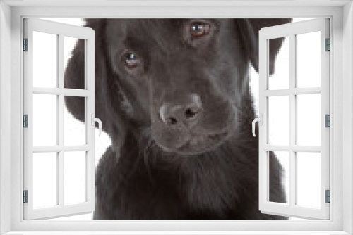 Fototapeta Naklejka Na Ścianę Okno 3D - Labrador Retriever Puppy
