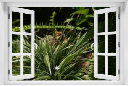 Fototapeta Naklejka Na Ścianę Okno 3D - pine tree branches spiderplant 