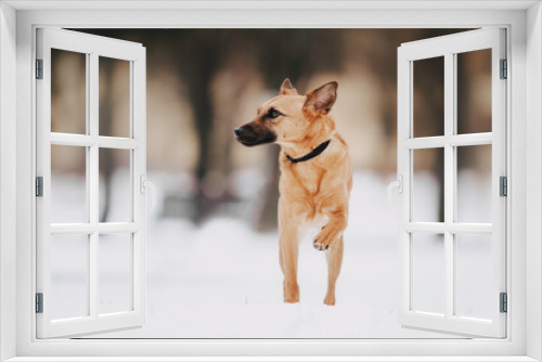 Fototapeta Naklejka Na Ścianę Okno 3D - Portrait of a funny red dog breed mestizo in the park