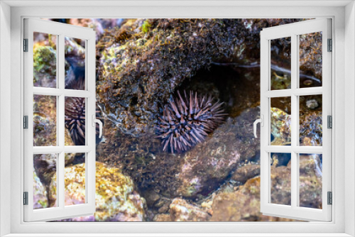 Fototapeta Naklejka Na Ścianę Okno 3D - Red Sea Urchin in Maui, Hawaii