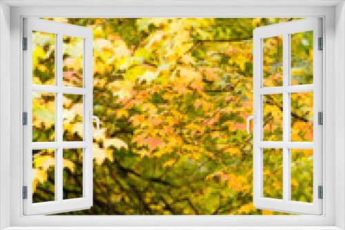 Fototapeta Naklejka Na Ścianę Okno 3D - autumn garden