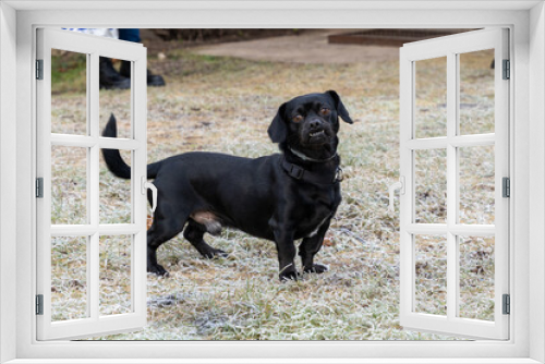 Fototapeta Naklejka Na Ścianę Okno 3D - Black pekingese dachshund mix dog standing on frosted grass and looking at camera