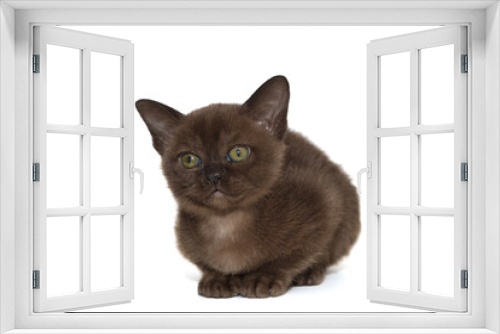 Fototapeta Naklejka Na Ścianę Okno 3D - Funny Burmese cat kitten