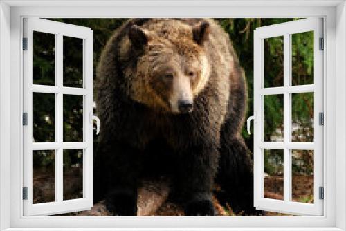 Fototapeta Naklejka Na Ścianę Okno 3D - Big and healthy grizzly bear rests at the base of a spruce tree on a grassy riverbank