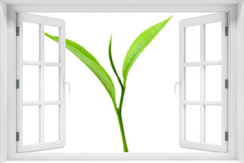 Fototapeta Naklejka Na Ścianę Okno 3D - Green tea leaf isolated on transparent png