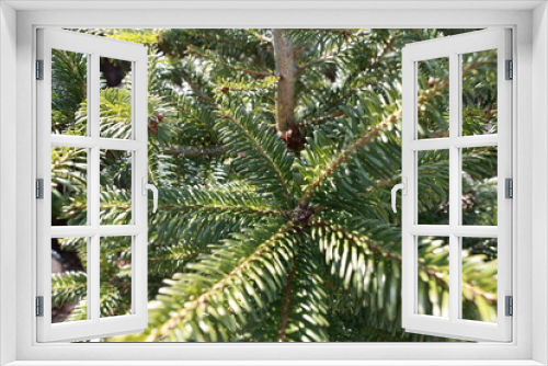 Fototapeta Naklejka Na Ścianę Okno 3D - Detail of Norman fir, a beautiful specimen of evergreen.