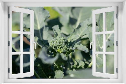 Fototapeta Naklejka Na Ścianę Okno 3D - Young broccoli in the garden bed. Organic broccoli vegetables growing