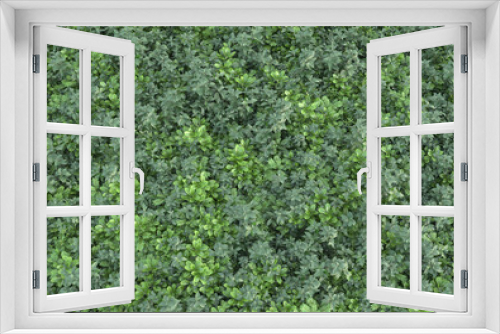 Fototapeta Naklejka Na Ścianę Okno 3D - Field of grass isolated on transparent background. 3d rendering - illustration