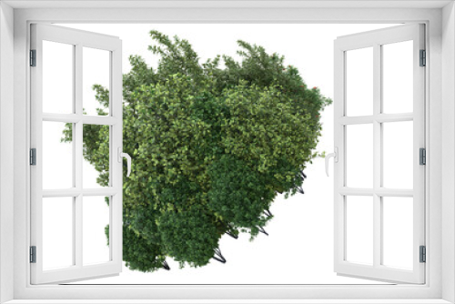 Fototapeta Naklejka Na Ścianę Okno 3D - Foliage isolated on transparent background. 3d rendering - illustration