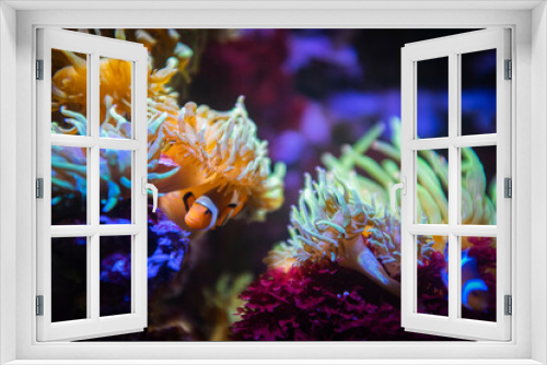 Fototapeta Naklejka Na Ścianę Okno 3D - Cute clownfish hiding on anemone reef on tropical underwater sea