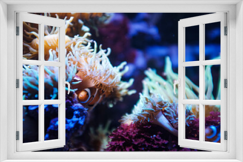 Fototapeta Naklejka Na Ścianę Okno 3D - Cute clownfish hiding on anemone reef on tropical underwater sea