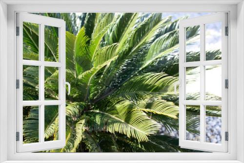 Fototapeta Naklejka Na Ścianę Okno 3D - Tropical palm leaves, natural green background.Ecology concept.