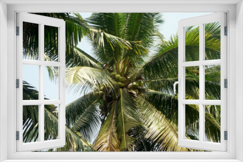 Fototapeta Naklejka Na Ścianę Okno 3D - young coconuts on coconut tree