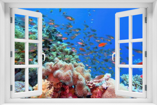 Fototapeta Naklejka Na Ścianę Okno 3D - Tropical coral reef with diversity of soft corals and shoal of coral fish