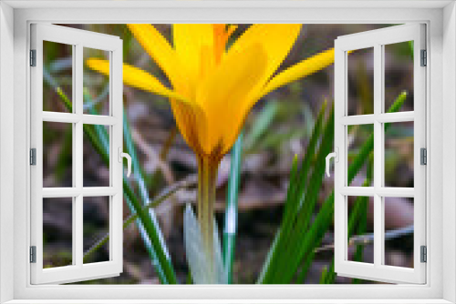 Fototapeta Naklejka Na Ścianę Okno 3D - Yellow crocus blooms in spring in the garden