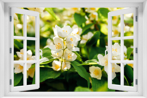 Fototapeta Naklejka Na Ścianę Okno 3D - Beautiful white jasmine blossom flowers in spring time. Background with flowering jasmin bush. Inspirational natural floral spring blooming garden or park. Flower art design. Aromatherapy concept