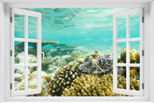 Fototapeta Naklejka Na Ścianę Okno 3D - corals and tropical fish underwater sea life