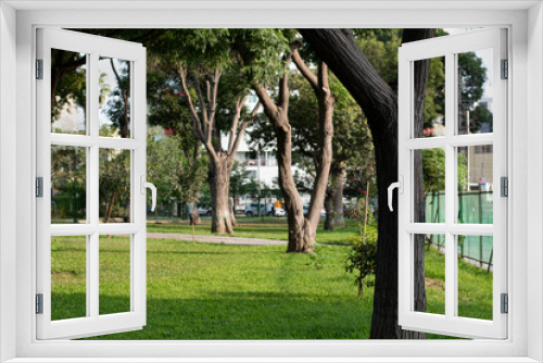 Fototapeta Naklejka Na Ścianę Okno 3D - Trees in a sunny day 
