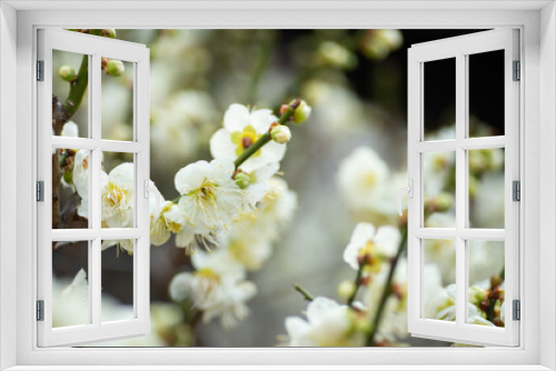 Fototapeta Naklejka Na Ścianę Okno 3D - 満開の梅