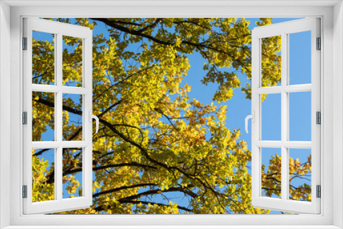 Fototapeta Naklejka Na Ścianę Okno 3D - Autumn oak tree branches with yellow leaves close-up on blue sky background, golden season, nature patterns