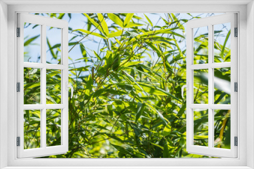 Fototapeta Naklejka Na Ścianę Okno 3D - bamboos in a bamboo forest