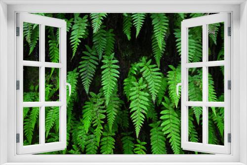 Fototapeta Naklejka Na Ścianę Okno 3D - Eine Felswand ist in einem Regenwald bewachsen mit kräftig grünen Farnblätter.