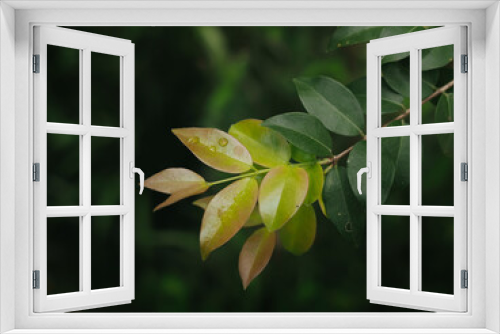 Fototapeta Naklejka Na Ścianę Okno 3D - Green leaf texture for natural background