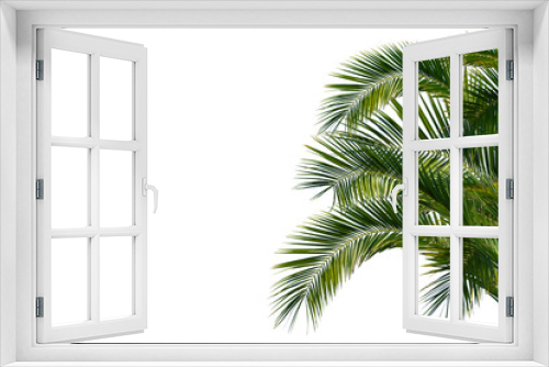 Fototapeta Naklejka Na Ścianę Okno 3D - lush green curved palm leaves isolated on transparent background overlay texture