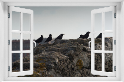 Fototapeta Naklejka Na Ścianę Okno 3D - A flock of black birds sits on the ruins of a stone fortress against the backdrop of a modern city