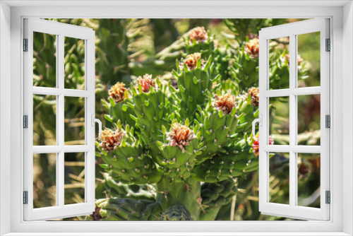 Fototapeta Naklejka Na Ścianę Okno 3D - View of green cacti with blooming flowers outdoors, closeup