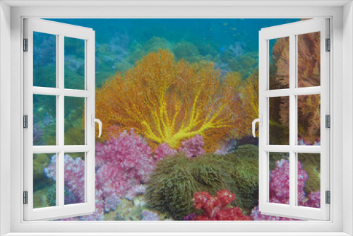 Fototapeta Naklejka Na Ścianę Okno 3D - Colorful sea fan in the Thai coral reef