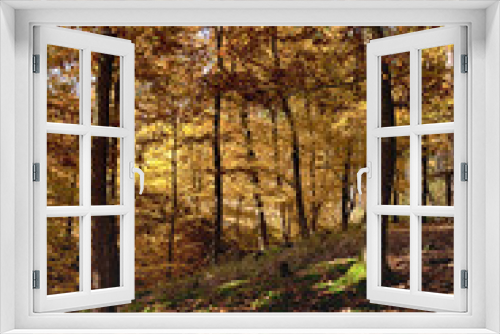 Fototapeta Naklejka Na Ścianę Okno 3D - The Oak tree forest