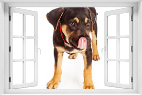 Fototapeta Naklejka Na Ścianę Okno 3D - Rottweiler puppy licking licps