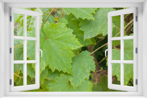 Fototapeta Naklejka Na Ścianę Okno 3D - selective focus to young green grape leaves. softfocus