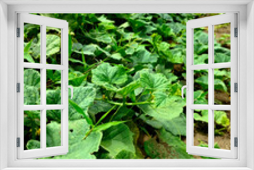 Fototapeta Naklejka Na Ścianę Okno 3D - Selective focus. Types of Suri cucumber plants that grow in the garden.
