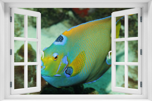 Fototapeta Naklejka Na Ścianę Okno 3D - A colorful Queen Angelfish in the Caribbean Sea