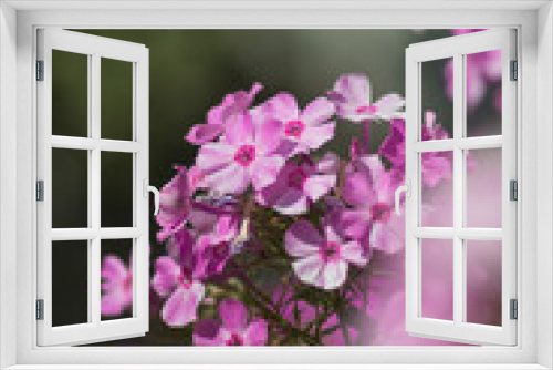 Fototapeta Naklejka Na Ścianę Okno 3D - Purple flowers of phlox paniculata. Flowering branch of purple phlox on a blurred background. Soft selective focus. Artistic photo of flowers. Close up macro. Vertical image