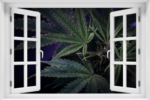 Fototapeta Naklejka Na Ścianę Okno 3D - Medicinal cannabis leaves on dark background. Marihuana close up.