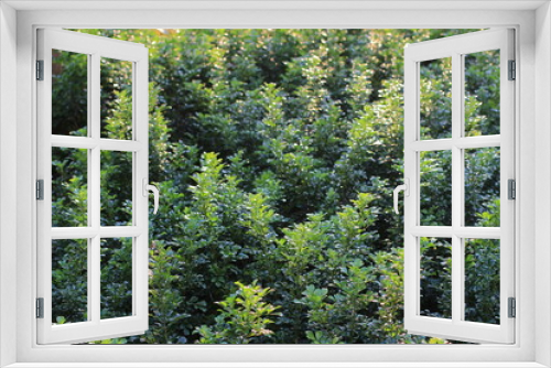 Fototapeta Naklejka Na Ścianę Okno 3D - a leaf image, the nature concept photo