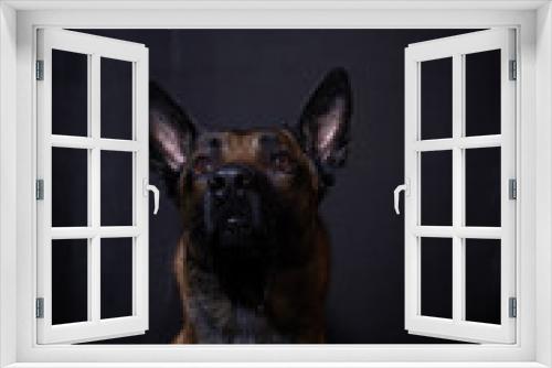 Fototapeta Naklejka Na Ścianę Okno 3D - portrait of a dog